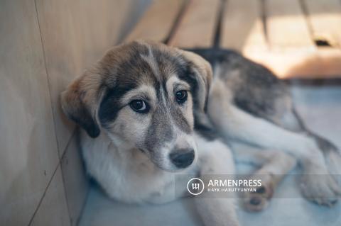 Комиссия НС одобрила закон об ответственном отношении к животным