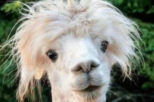 Ուղտաերթ, լամաերթ, բենթլիերթ կարող են անել