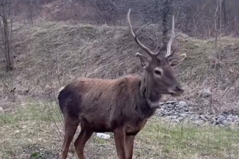 На новом видео виден благородный кавказский олень, гуляющий в лесах Лори