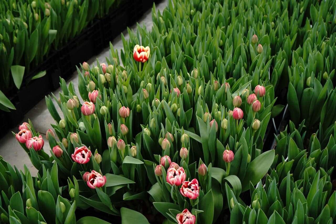 Ռոսսելխոզնադզորի ղեկավարը հայտարարել է, որ Հայաստանի կողմից կարանտինային ապրանքների, այդ թվում՝ Ռուսաստան ներմուծվող ապրանքների նկատմամբ վերահսկողությունը անբավարար է։